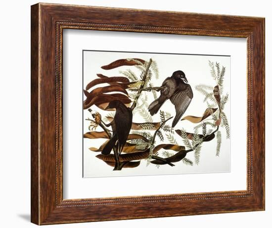 Audubon: Crow-John James Audubon-Framed Giclee Print