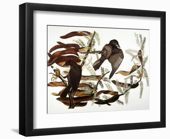 Audubon: Crow-John James Audubon-Framed Giclee Print