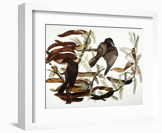 Audubon: Crow-John James Audubon-Framed Giclee Print