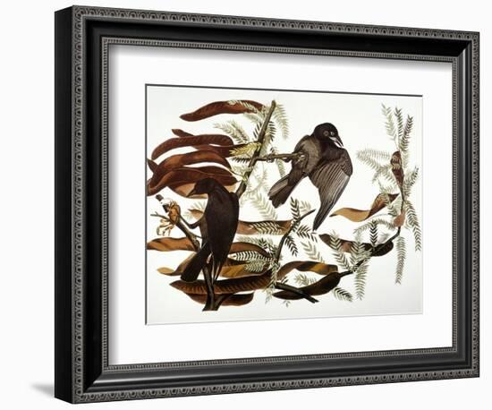 Audubon: Crow-John James Audubon-Framed Giclee Print