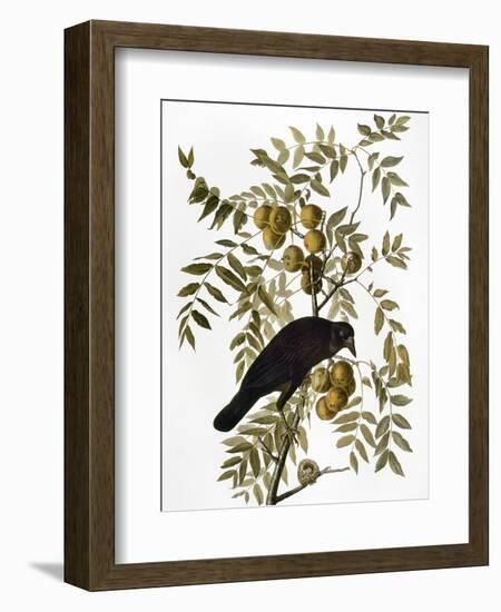 Audubon: Crow-John James Audubon-Framed Premium Giclee Print