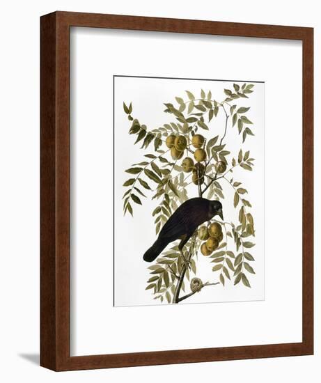 Audubon: Crow-John James Audubon-Framed Premium Giclee Print