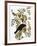 Audubon: Crow-John James Audubon-Framed Premium Giclee Print