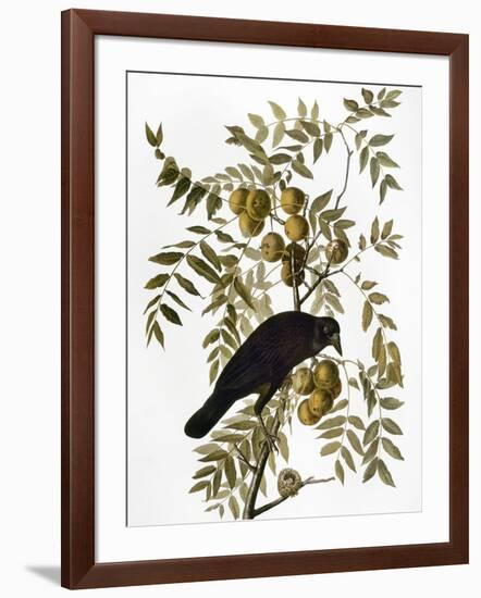 Audubon: Crow-John James Audubon-Framed Premium Giclee Print