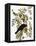 Audubon: Crow-John James Audubon-Framed Premier Image Canvas