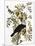 Audubon: Crow-John James Audubon-Mounted Giclee Print