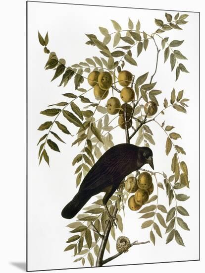 Audubon: Crow-John James Audubon-Mounted Giclee Print