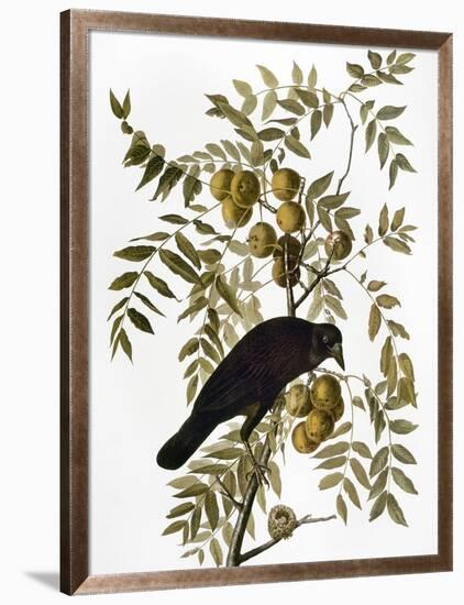 Audubon: Crow-John James Audubon-Framed Giclee Print