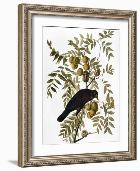 Audubon: Crow-John James Audubon-Framed Giclee Print