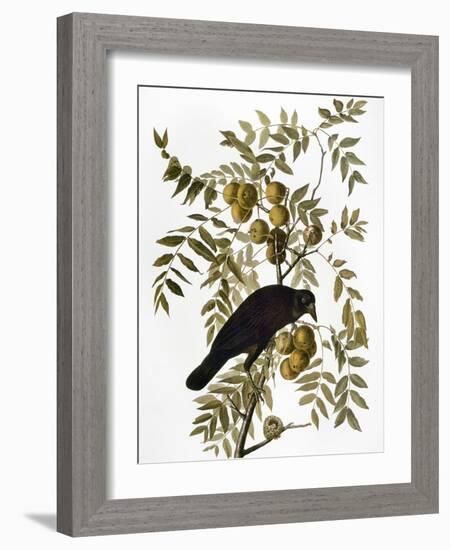 Audubon: Crow-John James Audubon-Framed Giclee Print