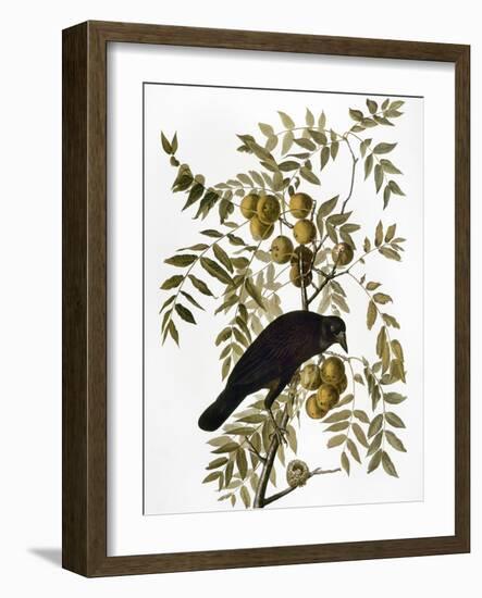 Audubon: Crow-John James Audubon-Framed Giclee Print