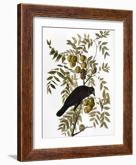 Audubon: Crow-John James Audubon-Framed Giclee Print