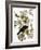 Audubon: Crow-John James Audubon-Framed Giclee Print