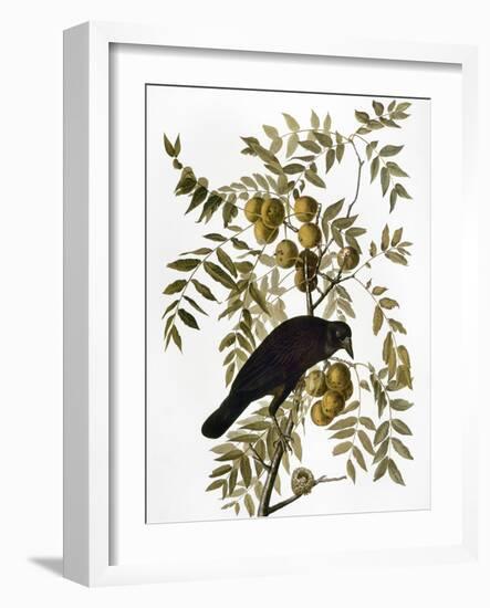 Audubon: Crow-John James Audubon-Framed Giclee Print