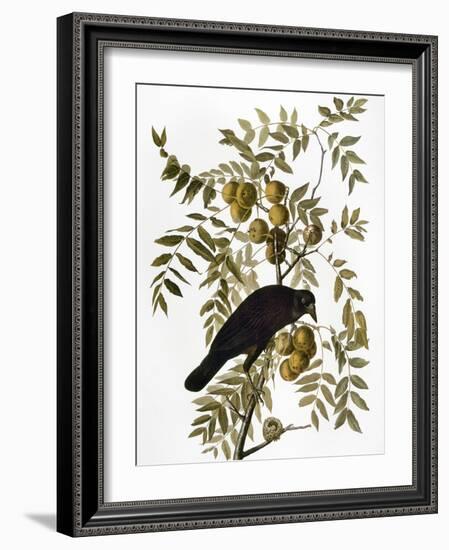 Audubon: Crow-John James Audubon-Framed Giclee Print