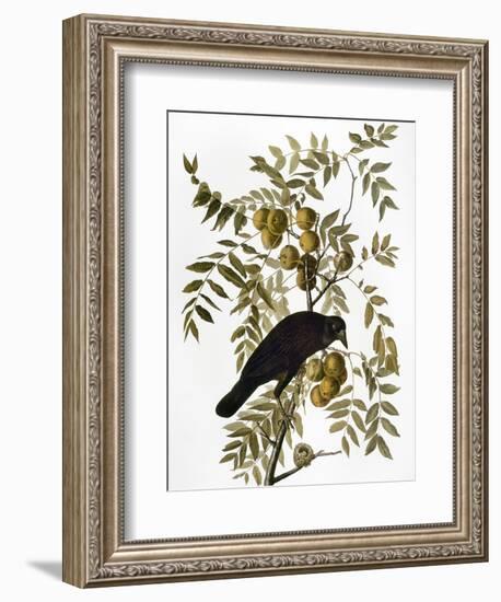 Audubon: Crow-John James Audubon-Framed Giclee Print