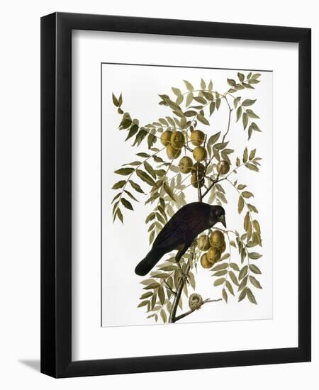 Audubon: Crow-John James Audubon-Framed Giclee Print