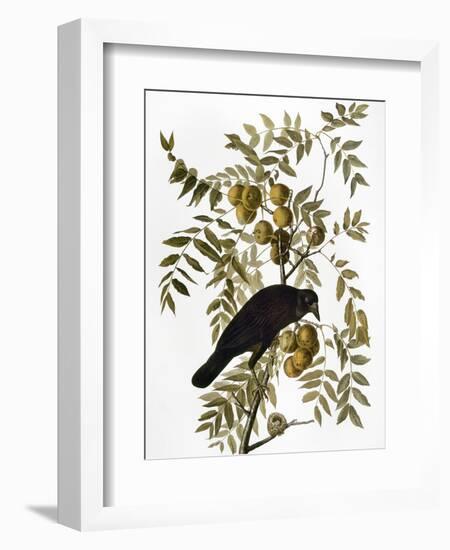 Audubon: Crow-John James Audubon-Framed Giclee Print