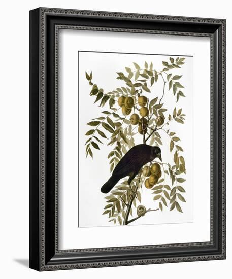 Audubon: Crow-John James Audubon-Framed Giclee Print