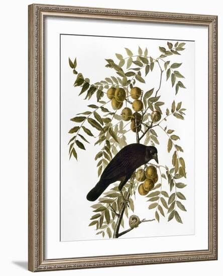 Audubon: Crow-John James Audubon-Framed Giclee Print