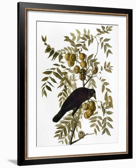 Audubon: Crow-John James Audubon-Framed Giclee Print