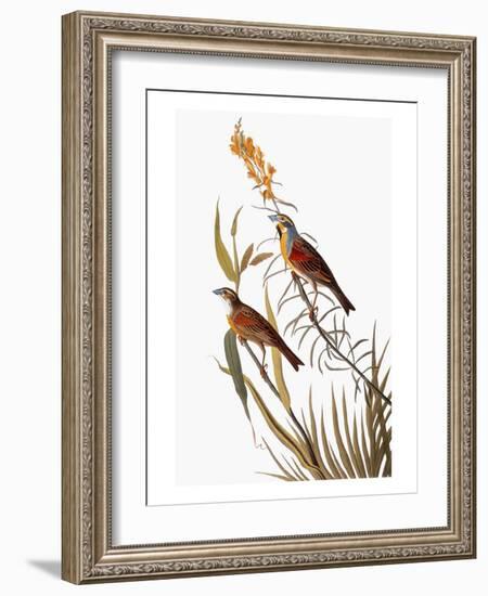 Audubon: Dickcissel-John James Audubon-Framed Giclee Print