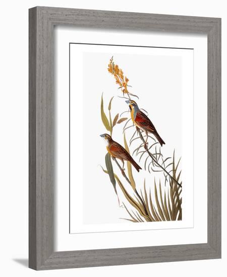 Audubon: Dickcissel-John James Audubon-Framed Giclee Print