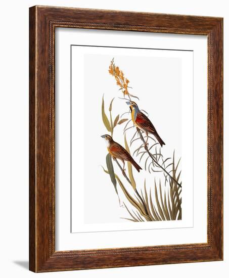 Audubon: Dickcissel-John James Audubon-Framed Giclee Print