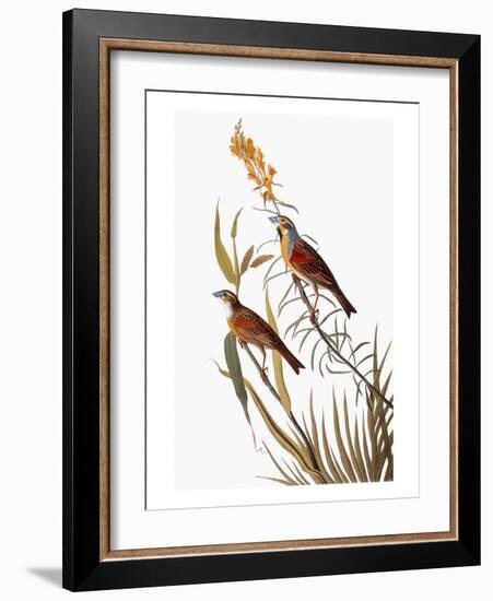 Audubon: Dickcissel-John James Audubon-Framed Giclee Print