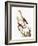 Audubon: Dickcissel-John James Audubon-Framed Giclee Print