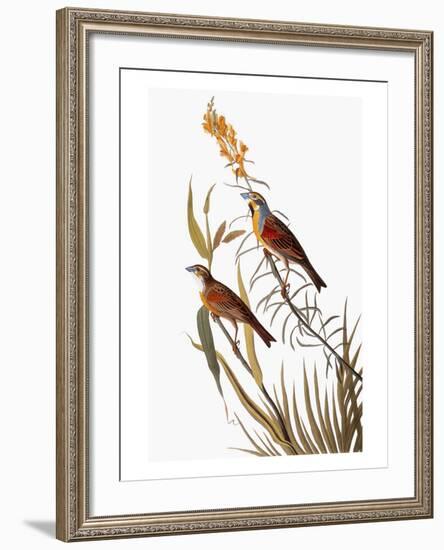 Audubon: Dickcissel-John James Audubon-Framed Giclee Print