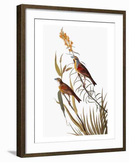 Audubon: Dickcissel-John James Audubon-Framed Giclee Print