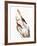 Audubon: Dickcissel-John James Audubon-Framed Giclee Print