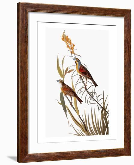 Audubon: Dickcissel-John James Audubon-Framed Giclee Print