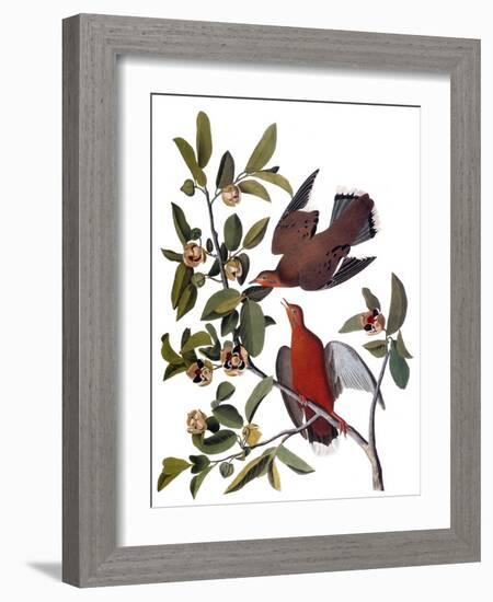 Audubon: Dove, 1827-38-John James Audubon-Framed Giclee Print