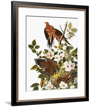 Audubon: Dove-John James Audubon-Framed Giclee Print