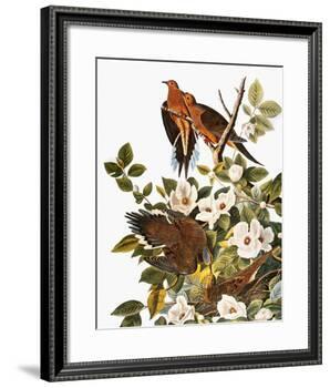 Audubon: Dove-John James Audubon-Framed Giclee Print
