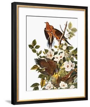 Audubon: Dove-John James Audubon-Framed Giclee Print