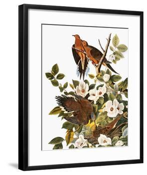 Audubon: Dove-John James Audubon-Framed Giclee Print