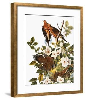 Audubon: Dove-John James Audubon-Framed Giclee Print