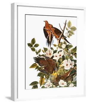 Audubon: Dove-John James Audubon-Framed Giclee Print