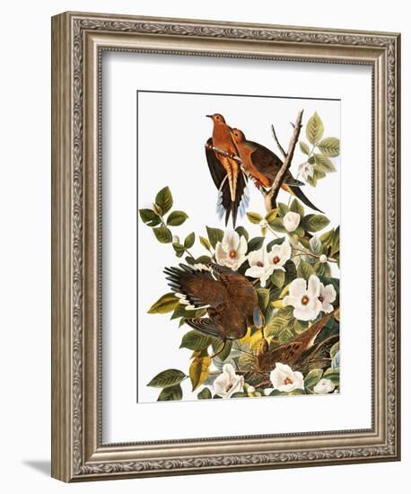 Audubon: Dove-John James Audubon-Framed Giclee Print