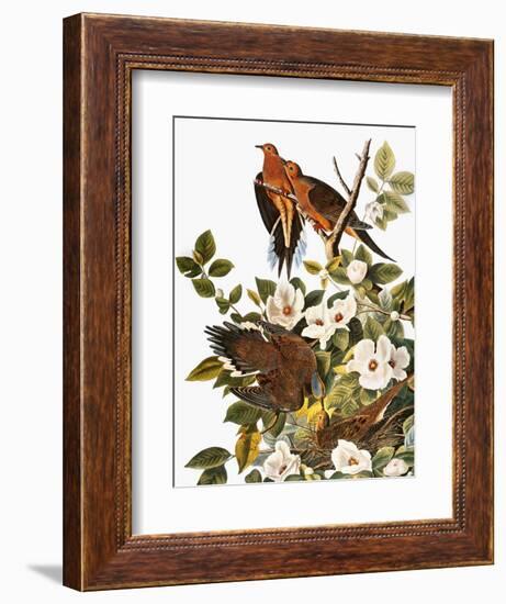 Audubon: Dove-John James Audubon-Framed Giclee Print