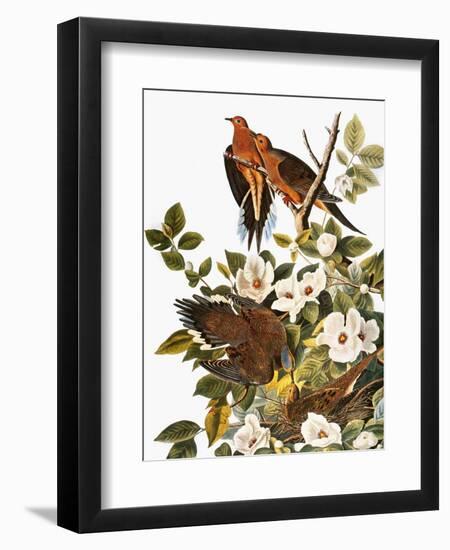 Audubon: Dove-John James Audubon-Framed Giclee Print