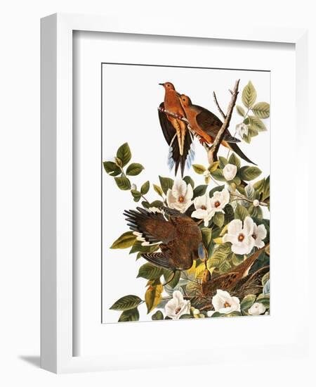 Audubon: Dove-John James Audubon-Framed Giclee Print