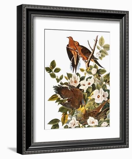 Audubon: Dove-John James Audubon-Framed Giclee Print