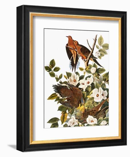 Audubon: Dove-John James Audubon-Framed Giclee Print