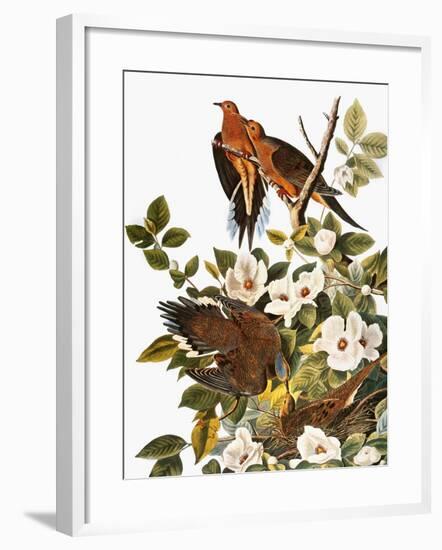 Audubon: Dove-John James Audubon-Framed Premium Giclee Print