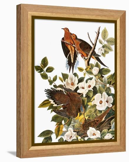 Audubon: Dove-John James Audubon-Framed Premier Image Canvas