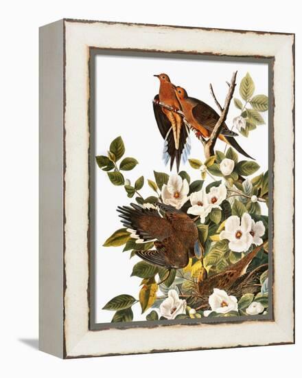 Audubon: Dove-John James Audubon-Framed Premier Image Canvas